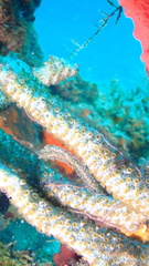 Umimayanthus parasiticus