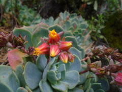Echeveria secunda