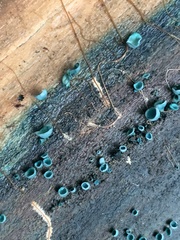 Chlorociboria aeruginascens