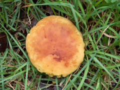 Calvatia rubroflava