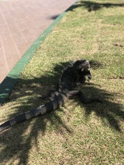 Iguana iguana iguana