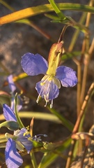 Commelina dianthifolia