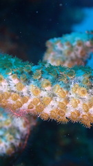 Umimayanthus parasiticus