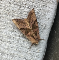 Phlogophora