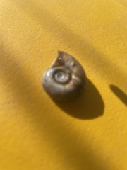 Planorbella trivolvis