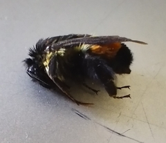 Bombus ephippiatus