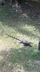 Iguana iguana iguana