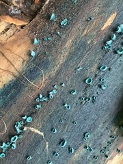 Chlorociboria aeruginascens