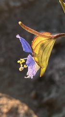 Commelina dianthifolia