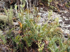Polypodiaceae