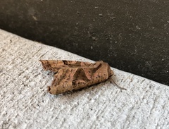 Phlogophora