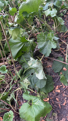 Arnoglossum atriplicifolium