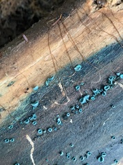 Chlorociboria aeruginascens