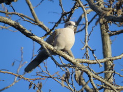 Streptopelia decaocto