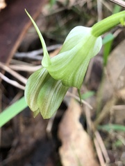 Pterostylis alpina