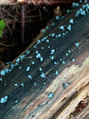 Chlorociboria aeruginascens