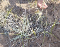 Cirsium pitcheri