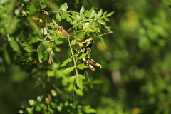 Schistocerca albolineata