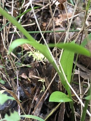 Pterostylis alpina