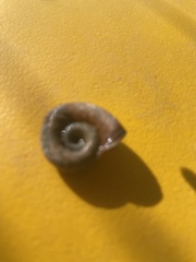 Planorbella trivolvis