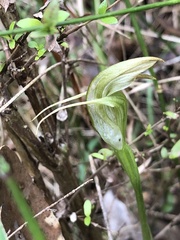 Pterostylis alpina