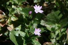 Epilobium alsinifolium