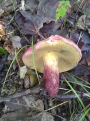 Baorangia bicolor