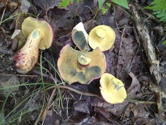 Baorangia bicolor