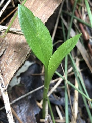 Pterostylis alpina