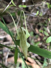 Pterostylis alpina