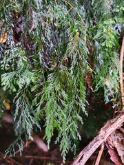 Trichomanes colensoi