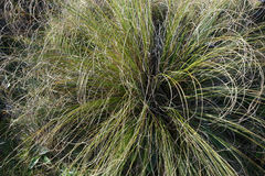 Chionochloa rigida rigida