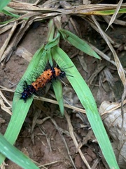 Macrocneme cabimensis