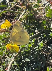 Colias philodice