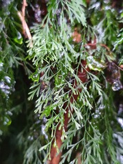 Trichomanes colensoi