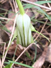 Pterostylis alpina