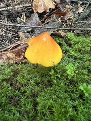Hygrocybe conica
