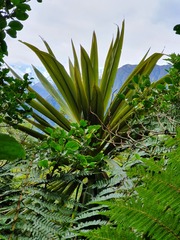 Cordyline indivisa