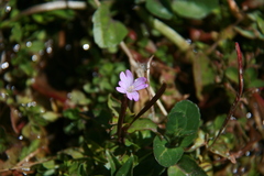 Epilobium alsinifolium