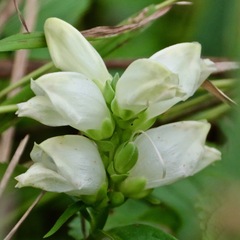Chelone glabra