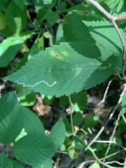 Stigmella apicialbella