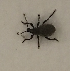 Otiorhynchus sulcatus