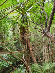 Cordyline indivisa