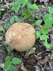 Butyriboletus brunneus