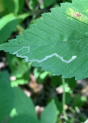Stigmella apicialbella