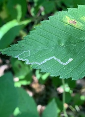 Stigmella apicialbella