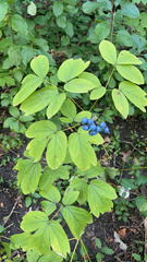 Caulophyllum thalictroides