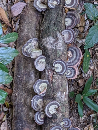 dark-footed tinypore