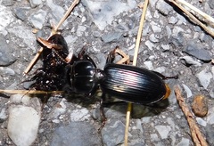 Scarites subterraneus