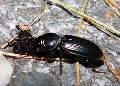 Scarites subterraneus